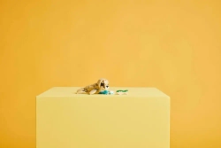 Конструктор LEGO CREATOR 31162 Милый кролик